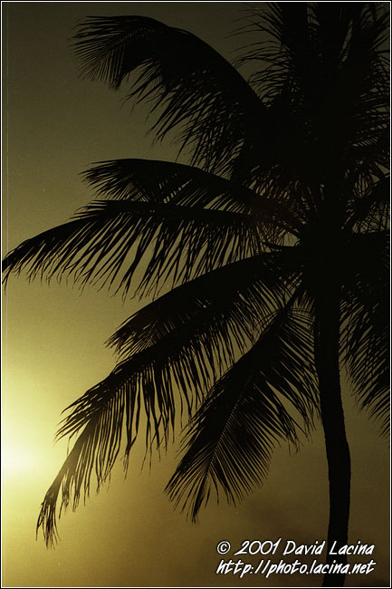 palm tree in sunset - Best Of Curaçao, Curaçao