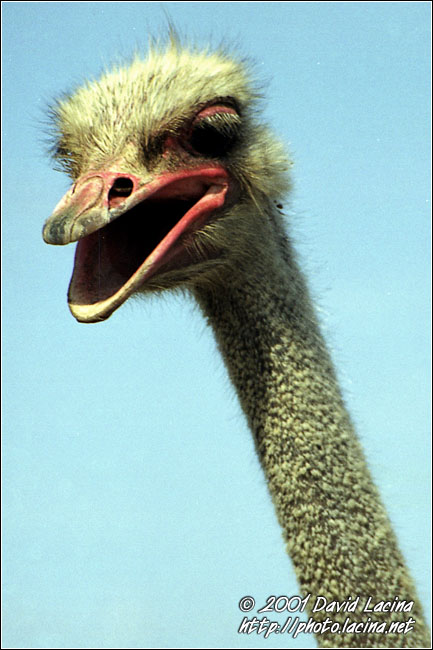 ostrich - Best Of Curaçao, Curaçao
