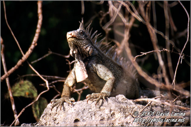 proud old iguana - Best Of Curaçao, Curaçao