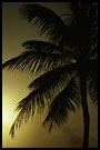 palm tree in sunset, Best Of Curaçao, Curaçao