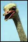 ostrich, Best Of Curaçao, Curaçao