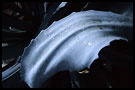 agave leaf, Best Of Curaçao, Curaçao