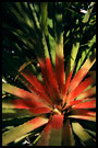 prickly bromeliad (teku), Best Of Curaçao, Curaçao