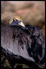 brown pelican sleeping, Best Of Curaçao, Curaçao