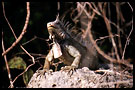proud old iguana, Best Of Curaçao, Curaçao