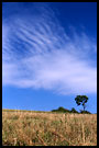 Bush Of Morkov I., Northern Moravia, Czech republic