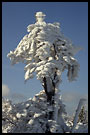 snowman tree, Radhost, Czech republic