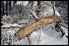tree, Radhost, Czech republic