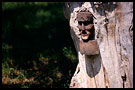 Speaking Tree - bee-hive entrance, June 2003 - Roznov, Czech republic