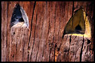 Colour Of Home - bee-hive entrances, June 2003 - Roznov, Czech republic