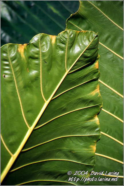Leaf Abstraction - Breno beach I., Ghana