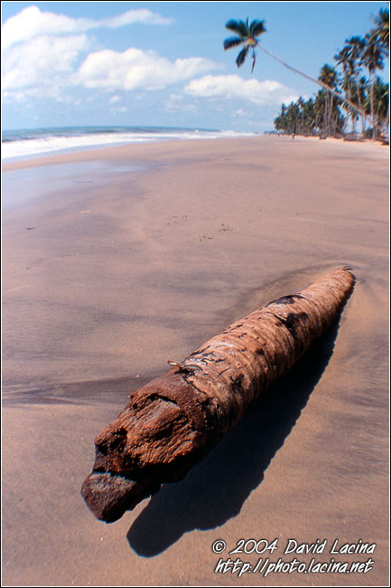 Trunk On A Beach - Breno beach I., Ghana