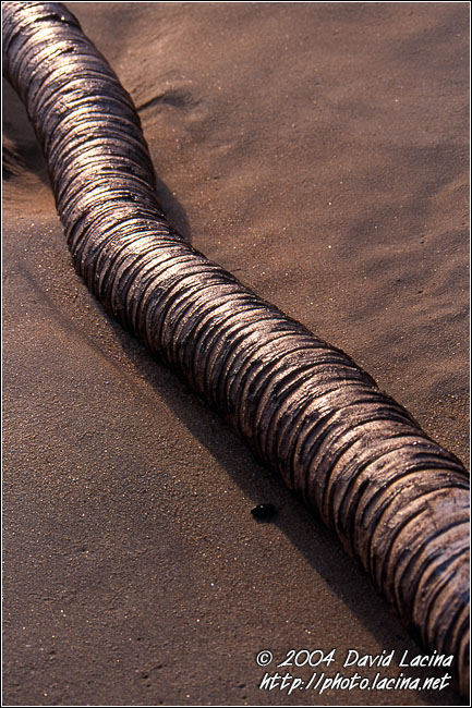 Silver Snake On A Beach - Breno beach I., Ghana