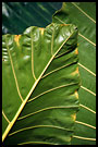 Leaf Abstraction, Breno beach I., Ghana