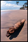 Trunk On A Beach, Breno beach I., Ghana