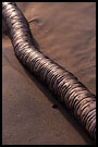 Silver Snake On A Beach, Breno beach I., Ghana