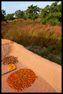 Drying Harvest, Lobi tribe, Ghana