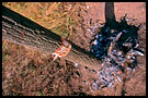 Marriage Pole Detail, Lobi tribe, Ghana