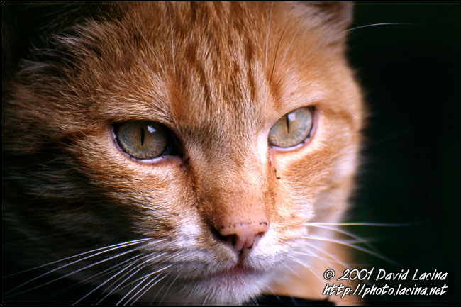 cat - Best Of Netherlands, Netherlands