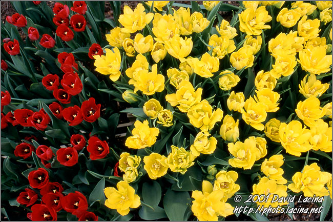 tulips - Best Of Netherlands, Netherlands