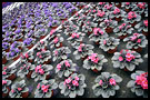 flower bed, Best Of Netherlands, Netherlands