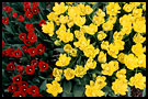 tulips, Best Of Netherlands, Netherlands
