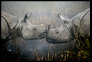 India - Kaziranga NP