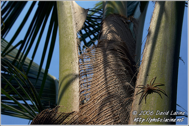 Spider On A Palm - Backwaters, South India