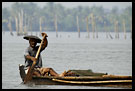 Resident Of Backwaters, Backwaters, South India