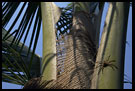 Spider On A Palm, Backwaters, South India
