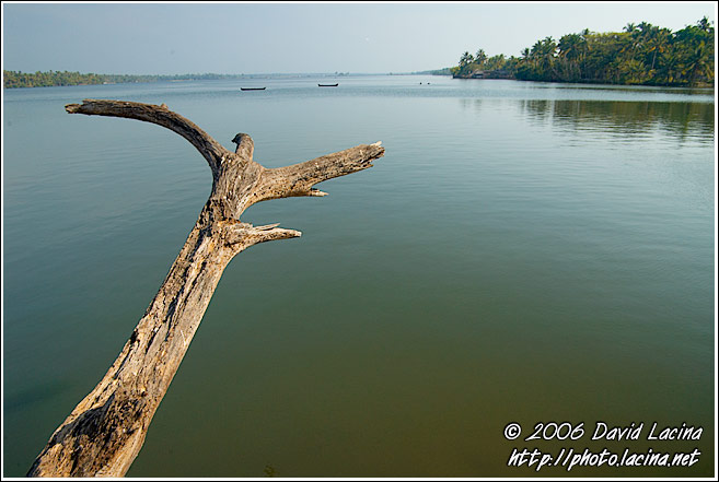 Tree And Sea - Cochin (Kochi), South India