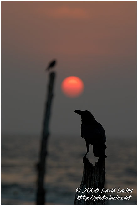 Sunset In Cochin - Cochin (Kochi), South India