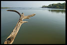 Tree And Sea, Cochin (Kochi), South India