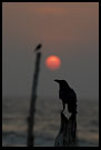 Sunset In Cochin, Cochin (Kochi), South India