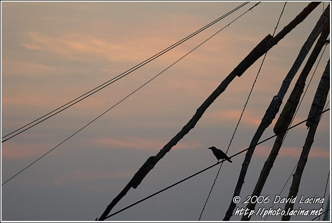 Chinese Net (Cheena Vala) - Cochin - Chinese Nets (Cheena vala), South India