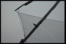 Chinese Net Abstraction, Cochin - Chinese Nets (Cheena vala), South India