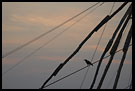 Chinese Net (Cheena vala), Cochin - Chinese Nets (Cheena vala), South India
