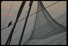 Chinese Net (Cheena vala), Cochin - Chinese Nets (Cheena vala), South India