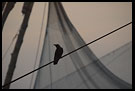 Chinese Net (Cheena vala), Cochin - Chinese Nets (Cheena vala), South India