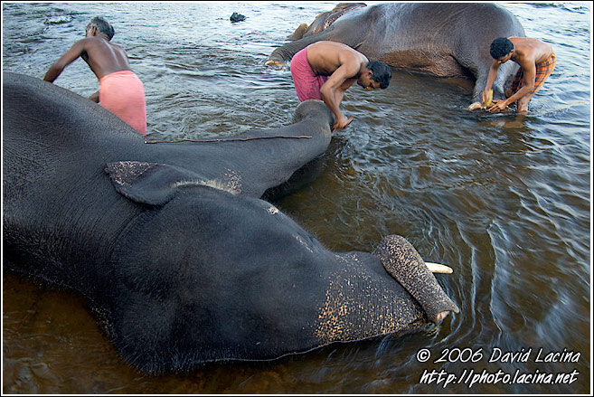 Pedicure - Elephant Training Center, South India