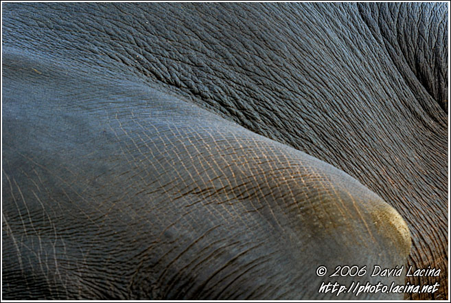 Elephant Abstraction - Elephant Training Center, South India
