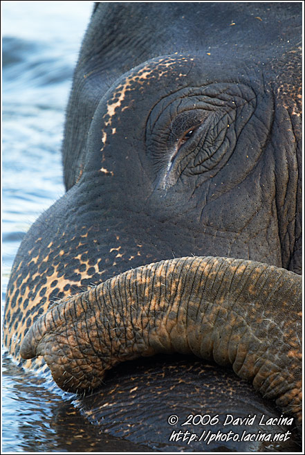 Elephant Resting In River - Elephant Training Center, South India