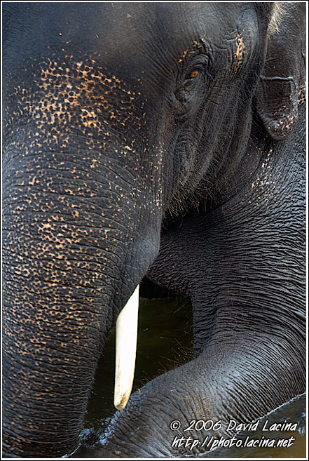 Elephant - Elephant Training Center, South India