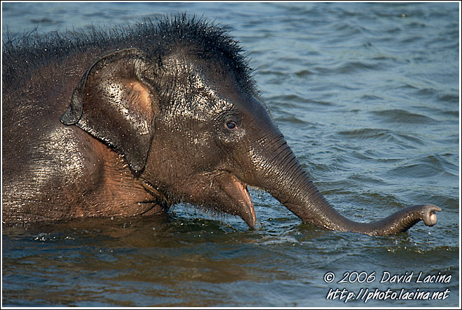 Baby Elephant Taking A Bath - Elephant Training Center, South India