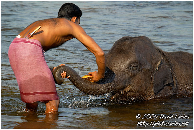 Washing Baby Elephant - Elephant Training Center, South India