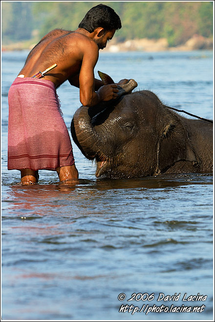 Cleaning Baby Elephant - Elephant Training Center, South India