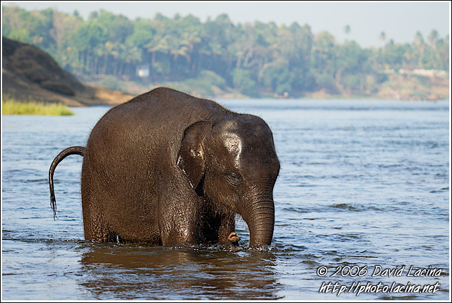 Baby Elephant In A River - Elephant Training Center, South India