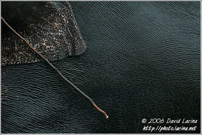 Elephant Abstraction - Elephant Training Center, South India