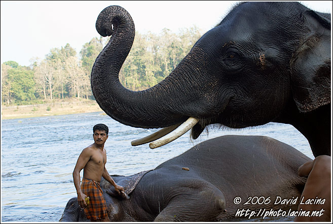 Elephant And Man - Elephant Training Center, South India