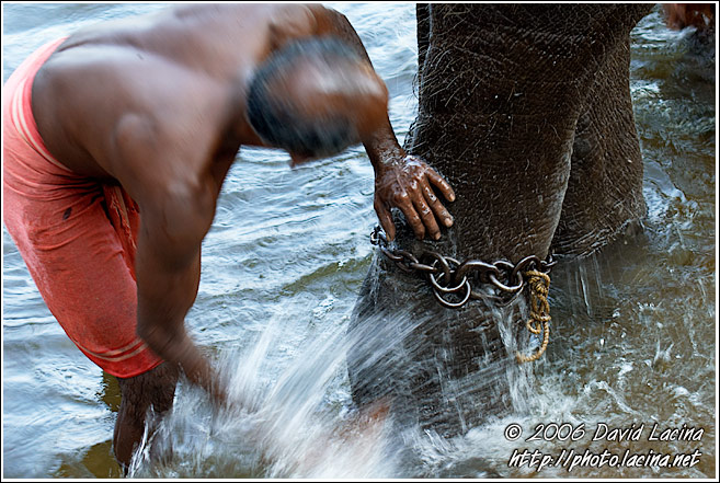 Washing An Elephant - Elephant Training Center, South India